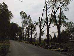 Een vermoedelijke microburst vernielde de kruinen van bomen in Nieuwegein.