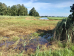 Loetbos, Krimpenerwaard, 11 augustus, een zelfdzame zomerse dag deze maand