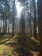 Zonnige dag Veluwe, 25 maart 2022